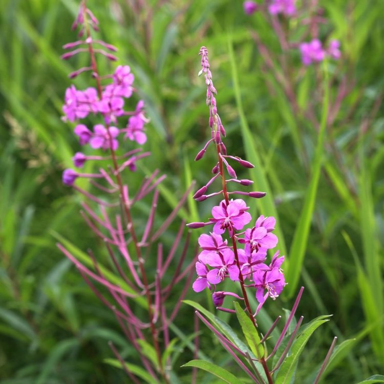 Fireweed buds and petals